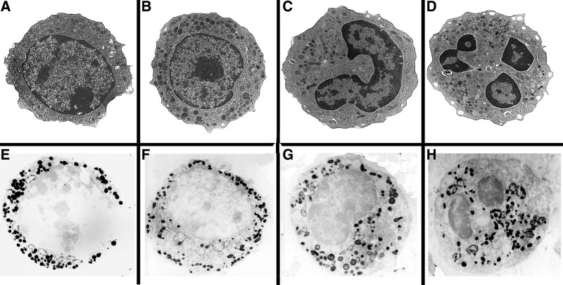 Normal neutrophils in (A)-(D), showing developmental stages of myeloblasts: myeloblasts (A), promyelocytes (B), myelocytes (C) to segmented granulocytes (D), ie, the mature neutrophils, x5k. (E)-(H) Positive myeloperoxidase reactivity of primary granules of the neutrophil stages from myeloblasts, promyelocytes. myelocytes to segmented granulocytes respectively, x5k.